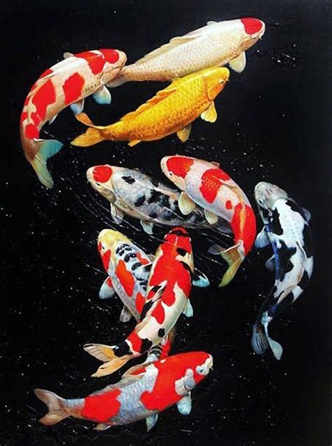 why is koi fish good luck